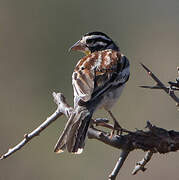 Somali Bunting