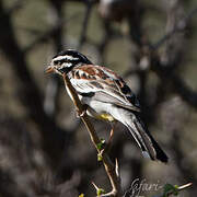 Somali Bunting