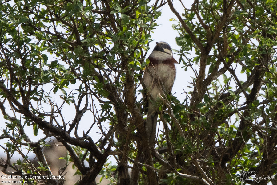 White-capped Buntingadult