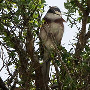 White-capped Bunting