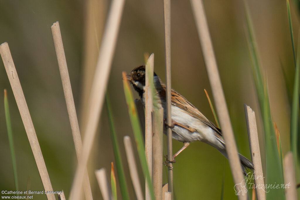 Bruant des roseaux mâle adulte