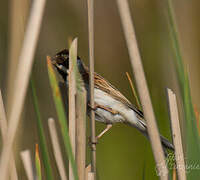 Common Reed Bunting