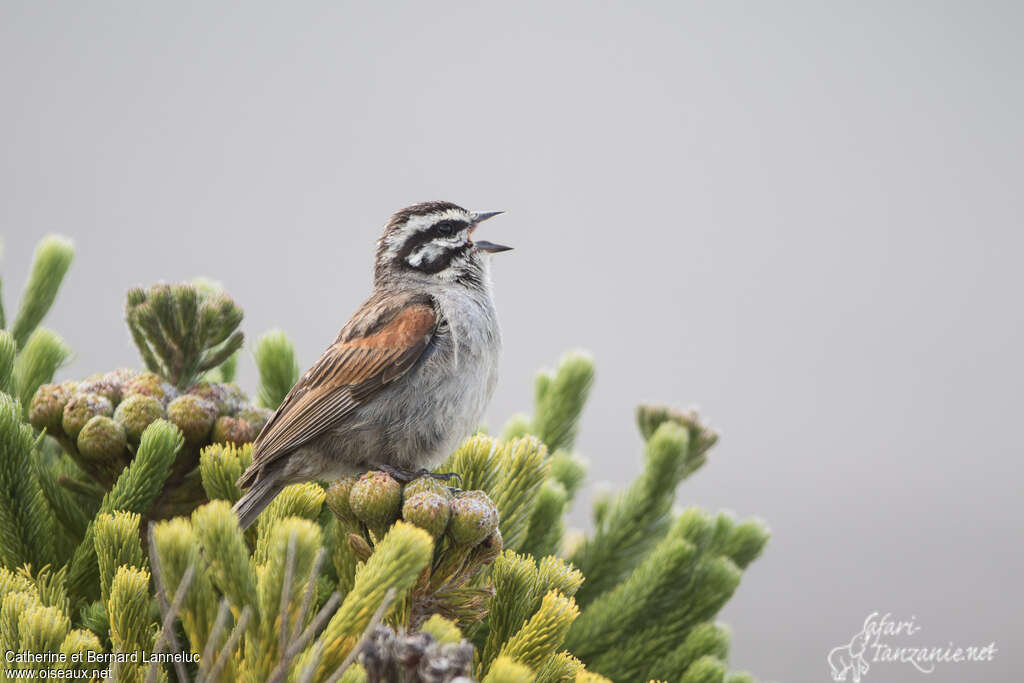 Cape Bunting male adult, song