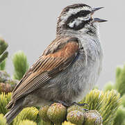 Cape Bunting