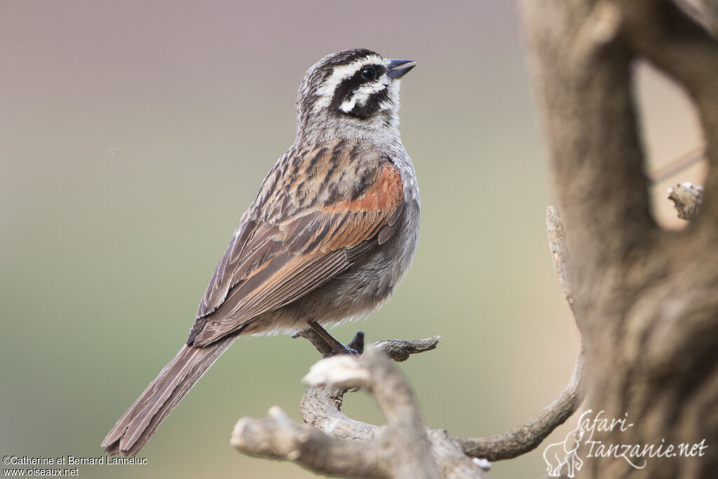 Bruant du Capadulte, identification