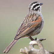 Cape Bunting