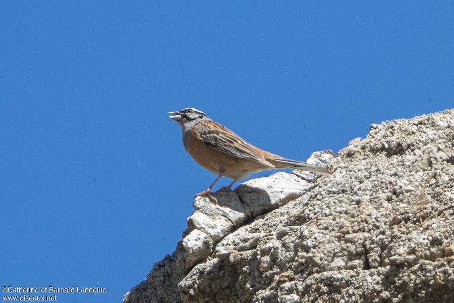 Rock Bunting male adult breeding