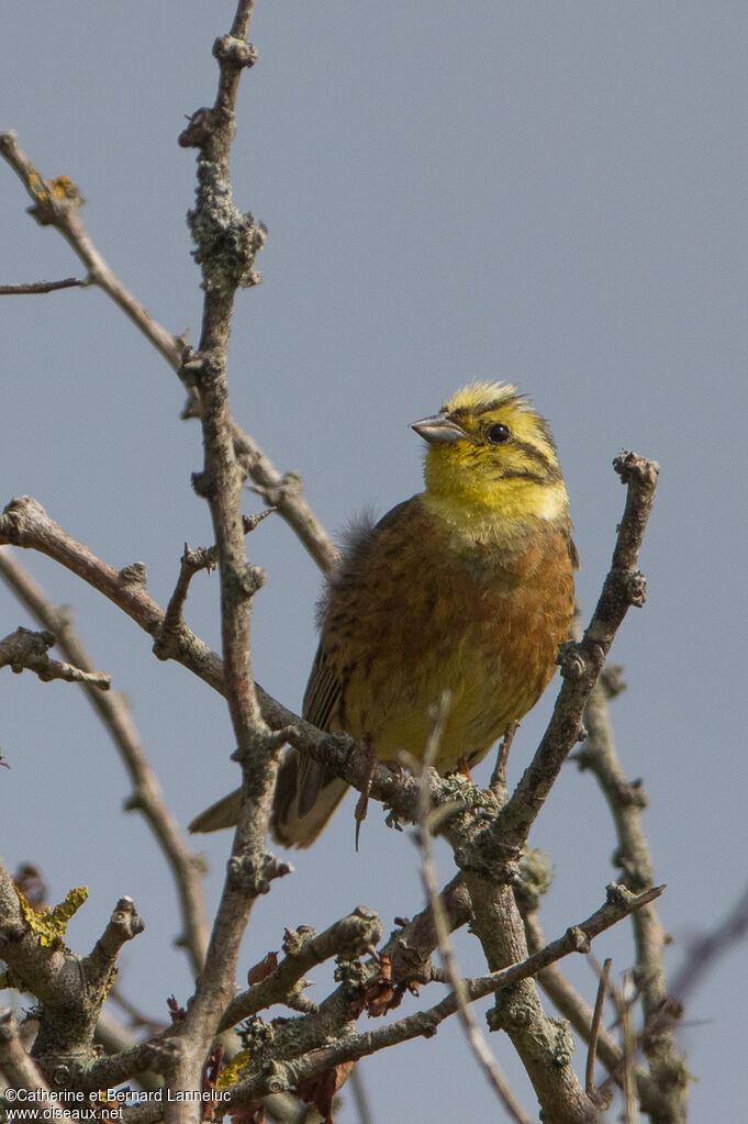 Bruant jaune mâle adulte nuptial, identification