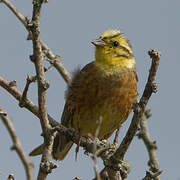 Yellowhammer