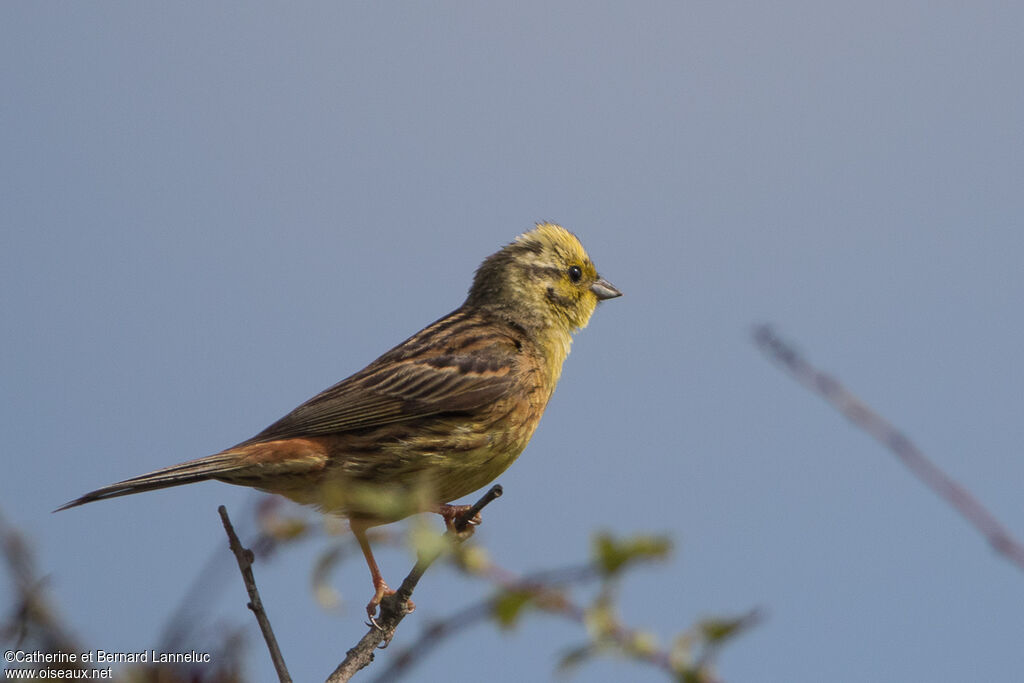 Bruant jaune mâle adulte nuptial, identification