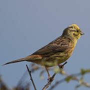 Yellowhammer