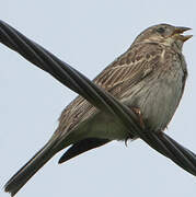 Corn Bunting