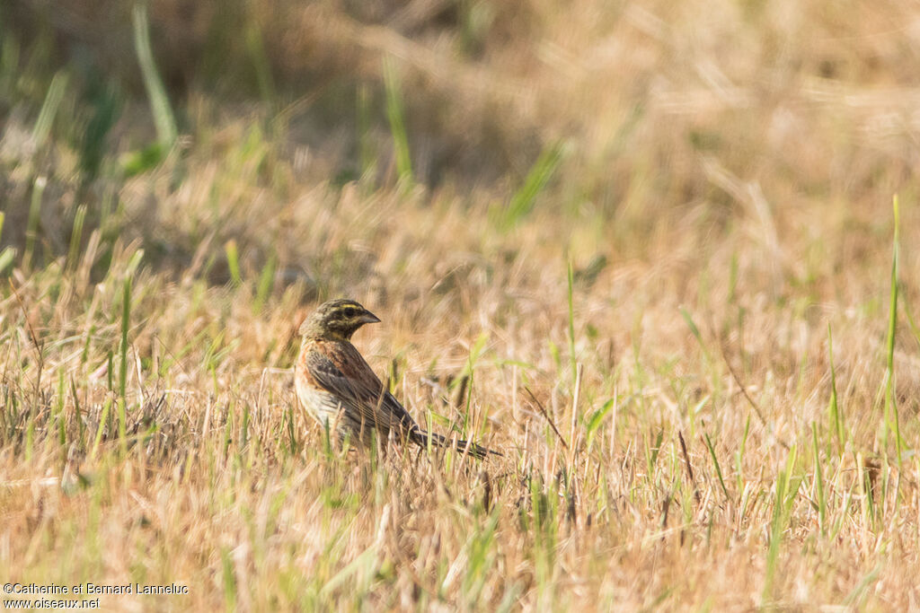 Cirl Bunting male adult