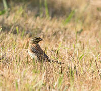 Cirl Bunting