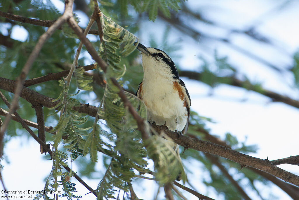 Brubruadult, feeding habits