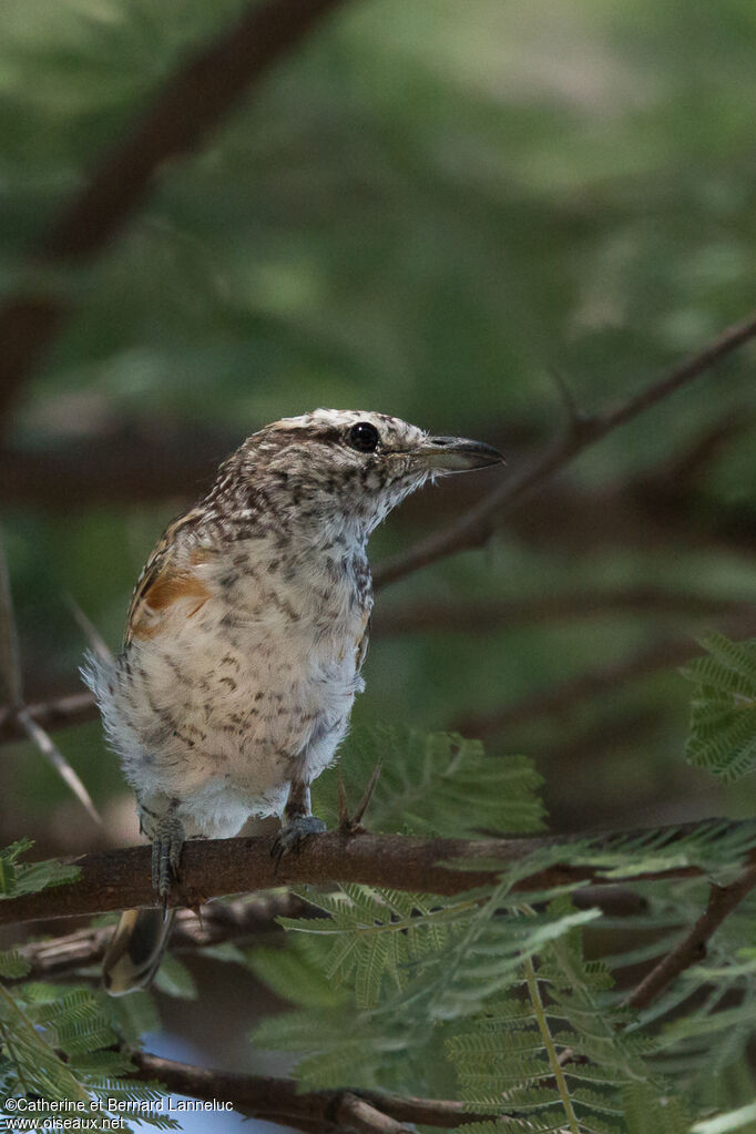 Brubrujuvenile, identification