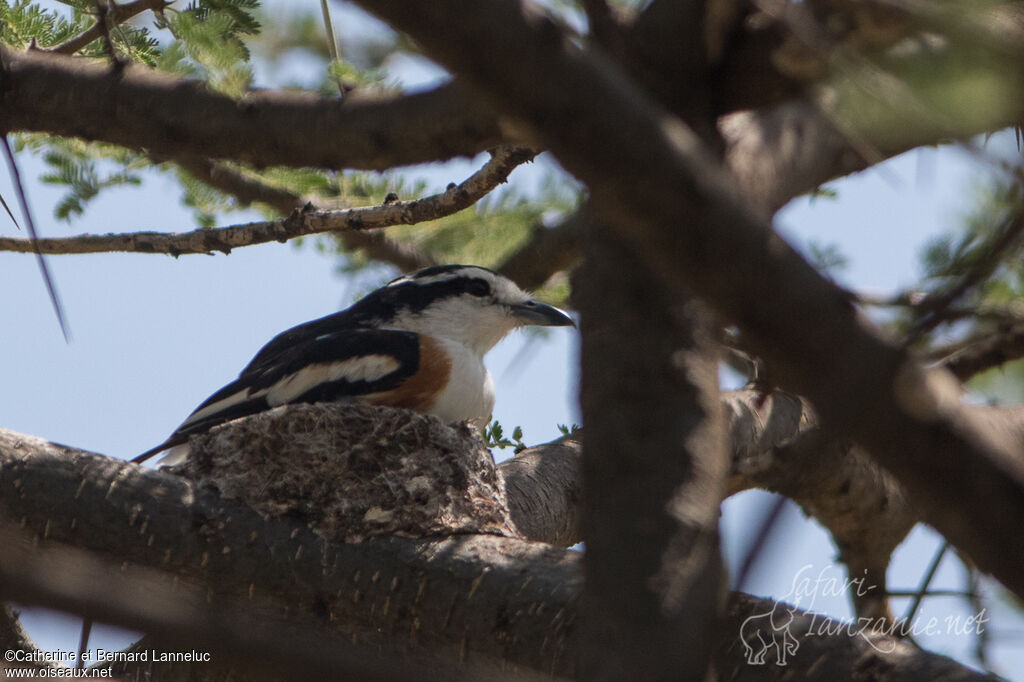 Brubruadult, Reproduction-nesting