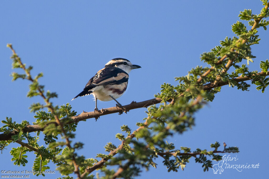 Brubru africainadulte, identification