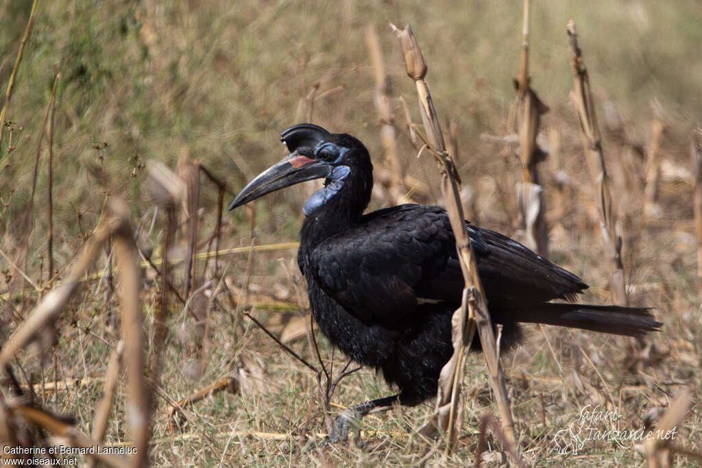 Abyssinian Ground Hornbill female adult, habitat