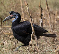 Abyssinian Ground Hornbill