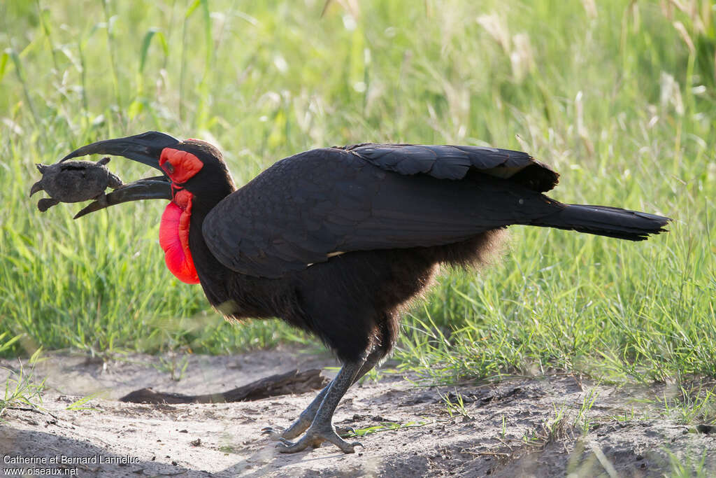 Southern Ground Hornbill male adult, feeding habits, Behaviour