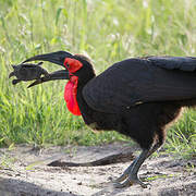 Southern Ground Hornbill