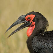 Southern Ground Hornbill