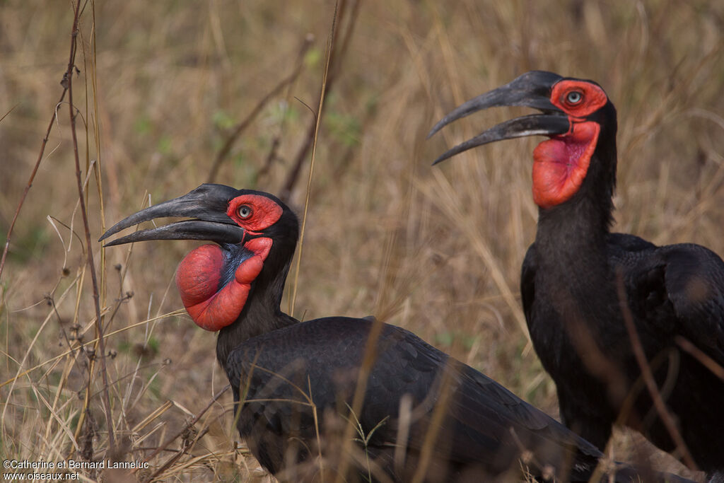 Southern Ground Hornbilladult, Behaviour