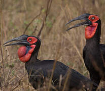 Southern Ground Hornbill