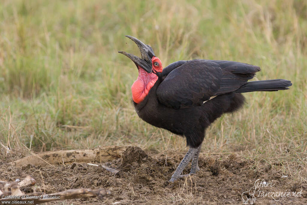 Southern Ground Hornbill male adult, eats, Behaviour