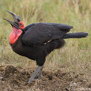 Southern Ground Hornbill