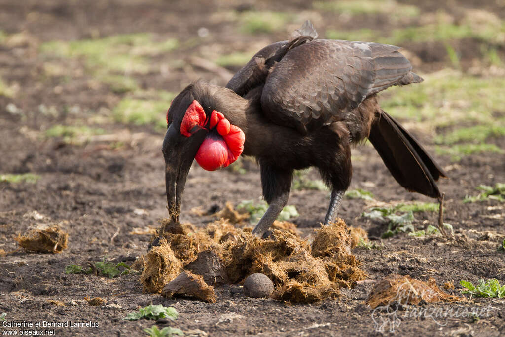 Southern Ground Hornbilladult, feeding habits, eats