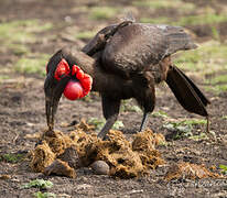 Southern Ground Hornbill