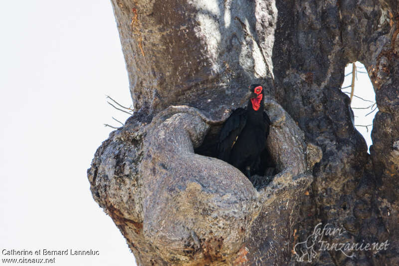 Southern Ground Hornbill male adult, Reproduction-nesting