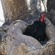 Southern Ground Hornbill