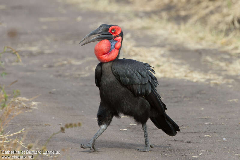 Southern Ground Hornbill female adult, identification