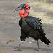 Southern Ground Hornbill