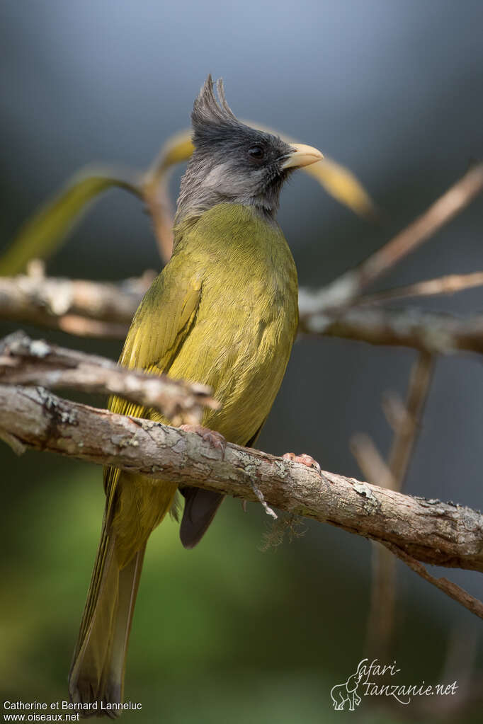 Bulbul à gros becadulte