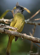 Crested Finchbill