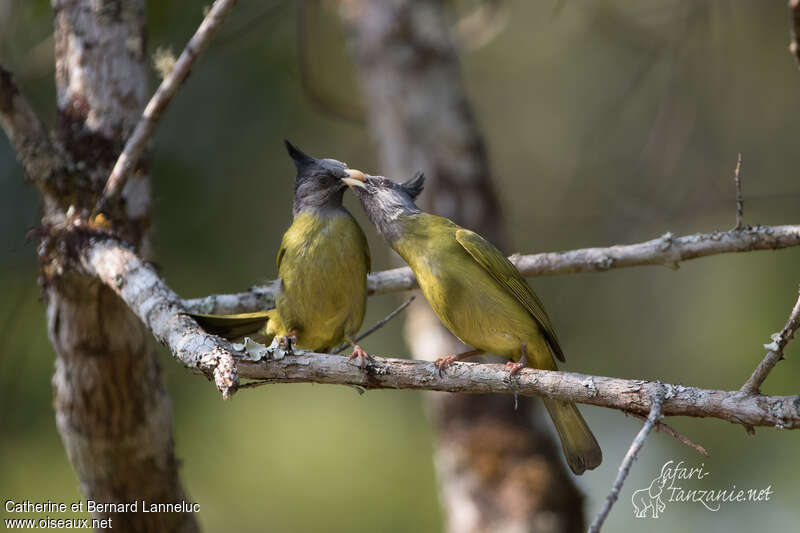 Crested Finchbill, Reproduction-nesting