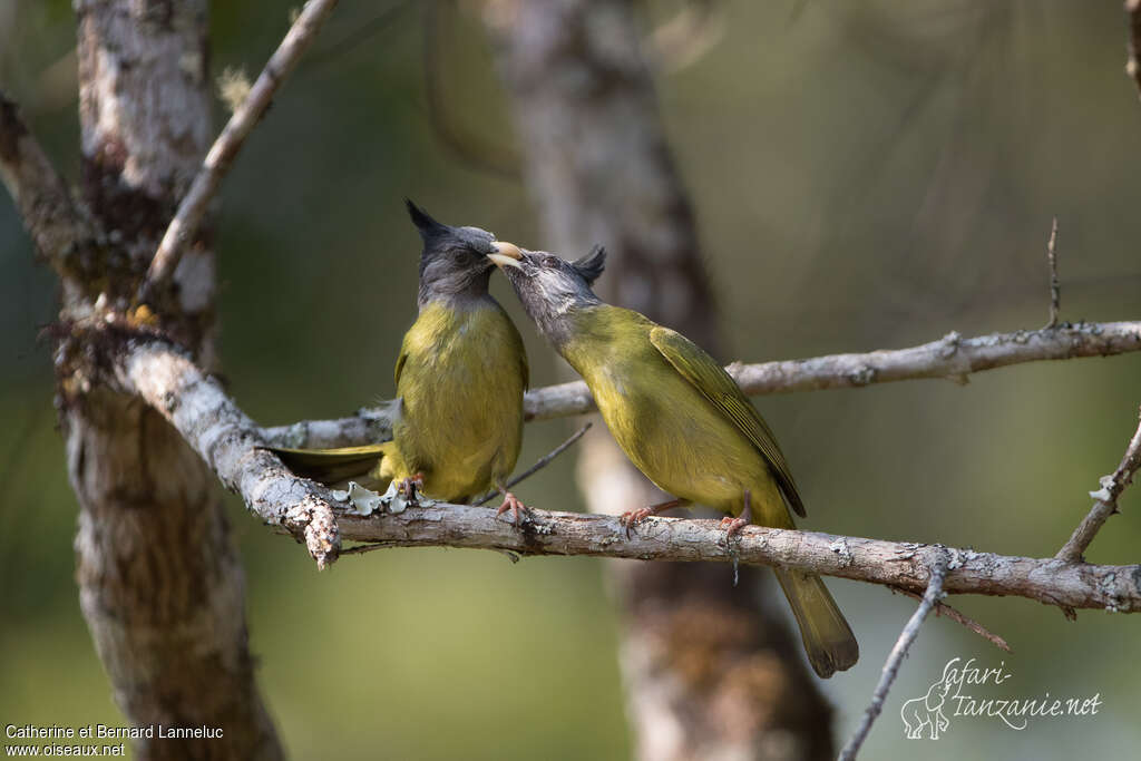 Crested Finchbill, Reproduction-nesting