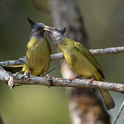 Bulbul à gros bec