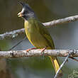 Bulbul à gros bec