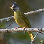 Bulbul à gros bec