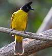 Bulbul à huppe noire