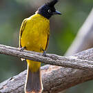 Bulbul à huppe noire