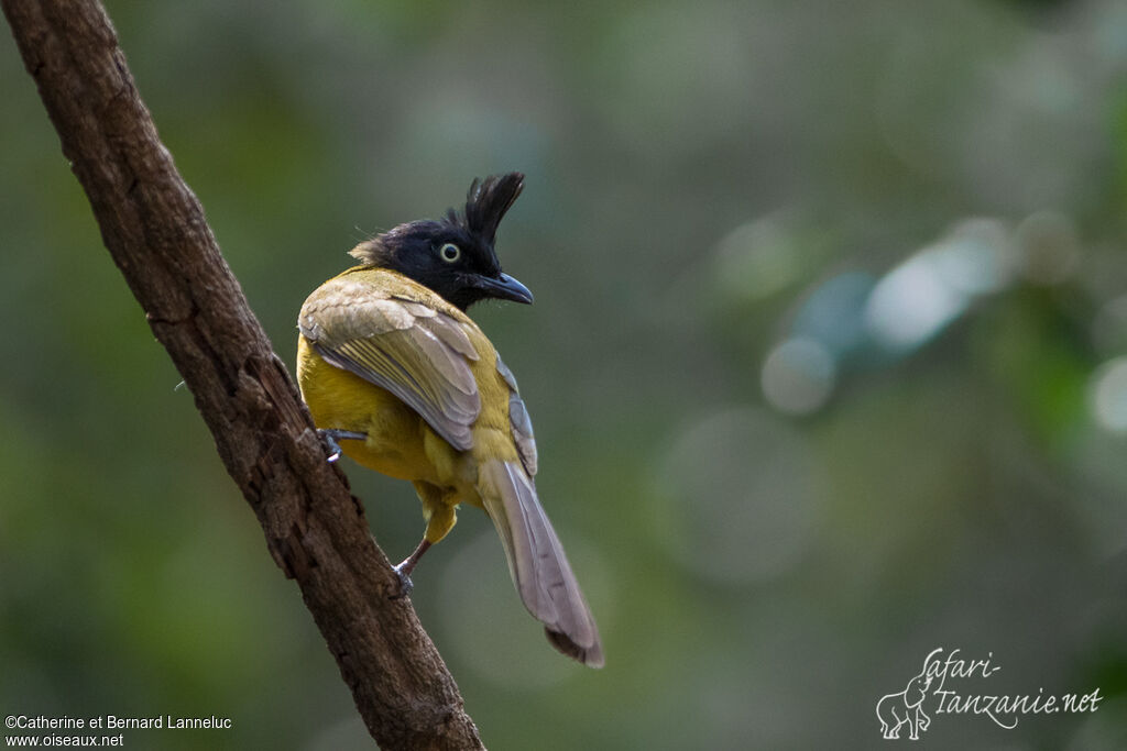 Bulbul à huppe noireadulte