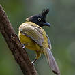 Bulbul à huppe noire