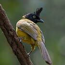 Bulbul à huppe noire