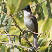 Bulbul à poitrine brune